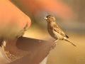 Vrabec domácí (Passer domesticus)