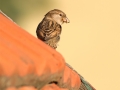 Vrabec domácí (Passer domesticus)