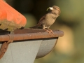 Vrabec domácí (Passer domesticus)