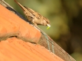 Vrabec domácí (Passer domesticus)
