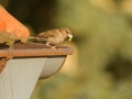Vrabec domácí (Passer domesticus)