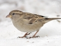 Vrabec domácí (Passer domesticus)