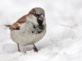 Vrabec domácí (Passer domesticus)