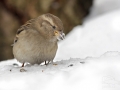 Vrabec domácí (Passer domesticus)