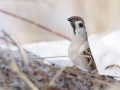 Vrabec polní (Passer montanus)