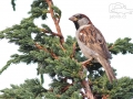 Vrabec domácí (Passer domesticus)