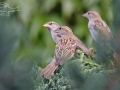 Vrabec domácí (Passer domesticus)