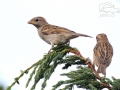 Vrabec domácí (Passer domesticus)