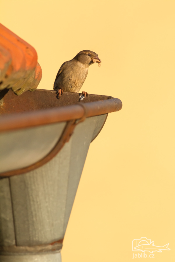 Vrabec domácí (Passer domesticus)