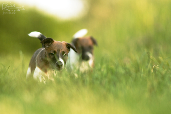 Foxteriér hladkosrstý (Fox Terrier Smooth)