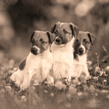 Foxteriér hladkosrstý (Fox Terrier Smooth)