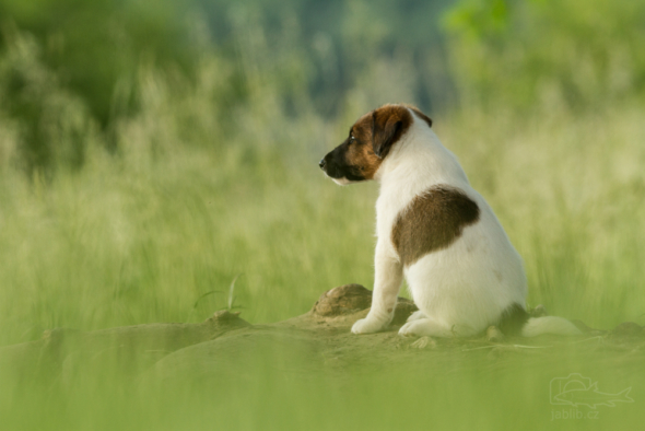 Foxteriér hladkosrstý (Fox Terrier Smooth)