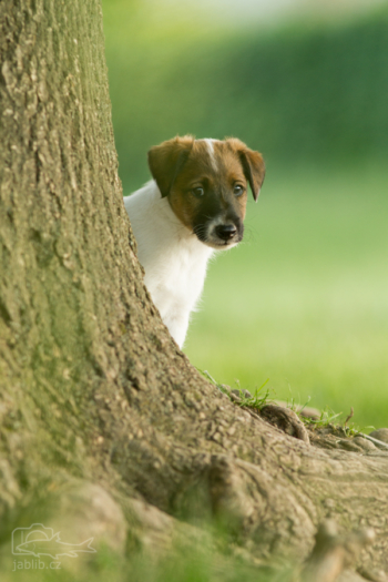 Foxteriér hladkosrstý (Fox Terrier Smooth)