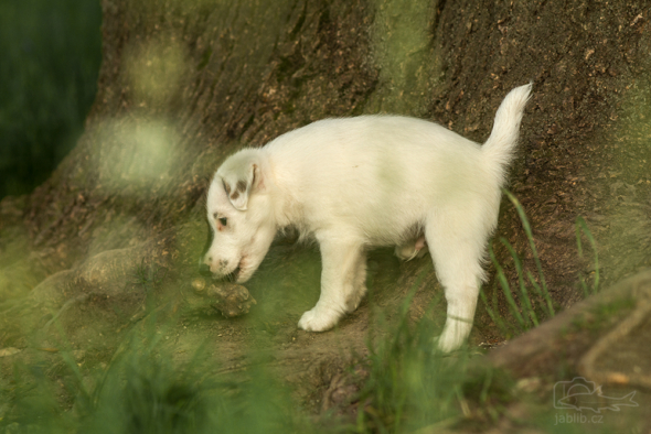 Foxteriér hladkosrstý (Fox Terrier Smooth)