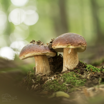 Hřib smrkový (Boletus edulis)