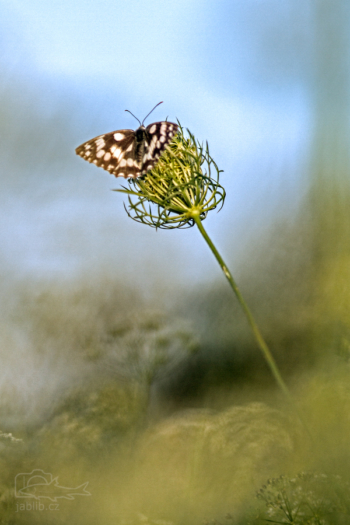 Okáč bojínkový (Melanargia galathea)