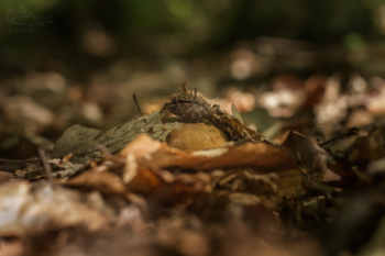 hřib dubový (Boletus reticulatus)