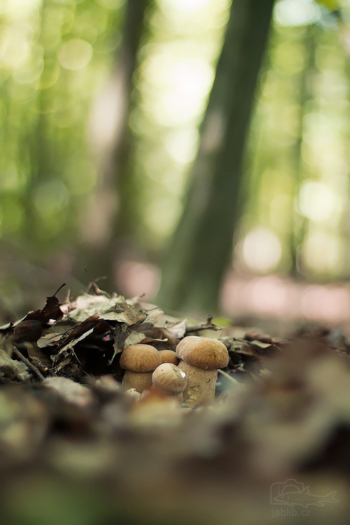 Hřib dubový (Boletus reticulatus)