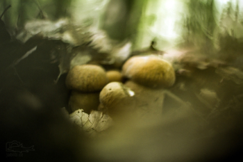 Hřib dubový (Boletus reticulatus)