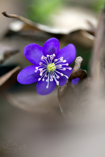 Jaterník podléška (Hepatica nobilis)