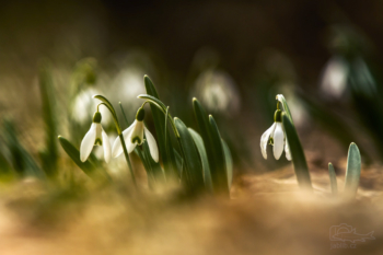 Sněženka podsněžník (Galanthus nivalis)