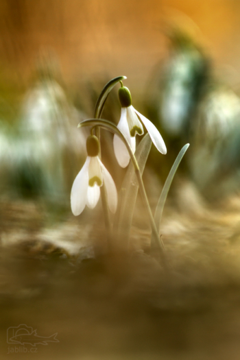 Sněženka podsněžník (Galanthus nivalis)