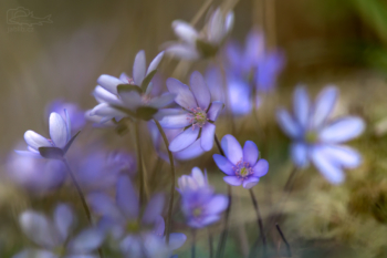 Jaterník podléška (Hepatica nobilis)