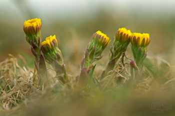 Podběl lékařský (Tussilago farfara)