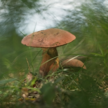 Hřib koloděj červený (Boletus luridus var. rubriceps)