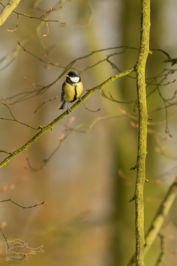 Sýkora koňadra (Parus major)