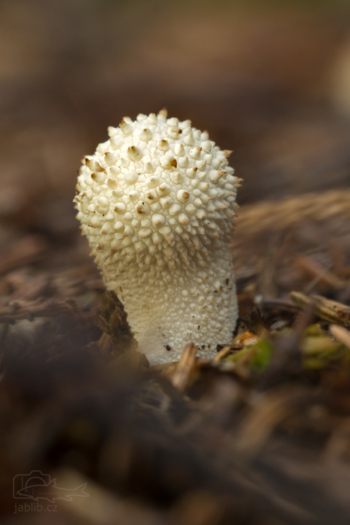 Pýchavka obecná (Lycoperdon perlatum)