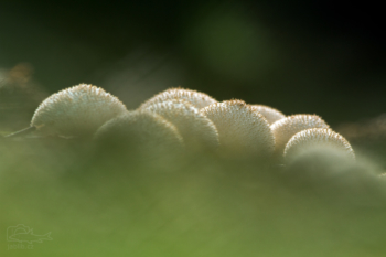 Pýchavka obecná (Lycoperdon perlatum)