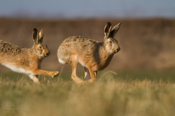 Zajíc polní (Lepus europaeus)