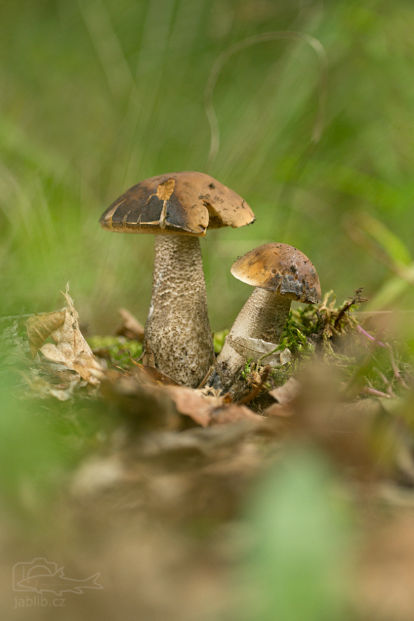 Kozák habrový (Leccinum carpini)