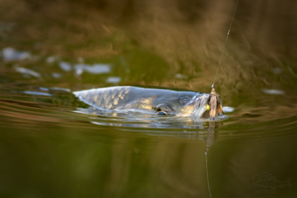 Jelec tloušť (Leuciscus cephalus)