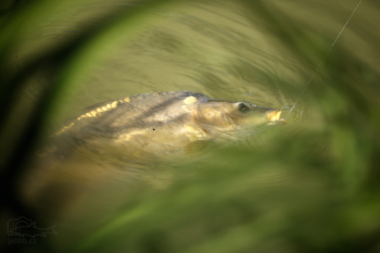 Kapr obecný (Cyprinus carpio)