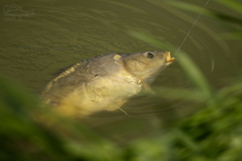 Kapr obecný (Cyprinus carpio)