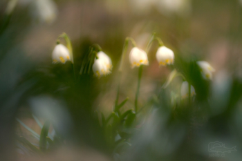 Bledule jarní (Leucojum vernum)