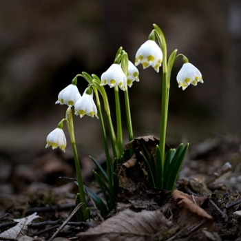 Bledule jarní (Leucojum vernum)