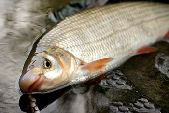 Ostroretka stěhovavá (Chondrostoma nasus)