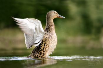 Kachna divoká (Anas platyrhynchos)