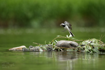 Konipas bílý (Motacilla alba)