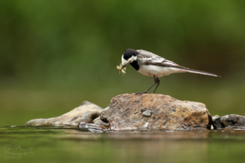 Konipas bílý (Motacilla alba)