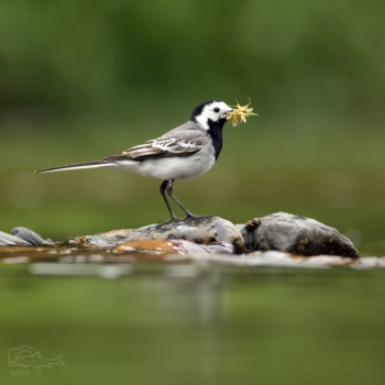 Konipas bílý (Motacilla alba)