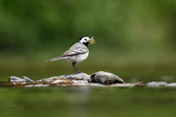 Konipas bílý (Motacilla alba)