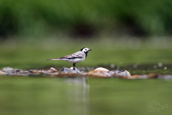 Konipas bílý (Motacilla alba)