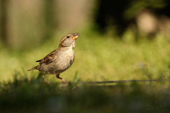 Vrabec domácí (Passer domesticus)