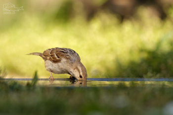 Vrabec domácí (Passer domesticus)