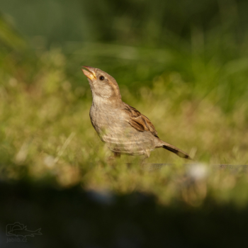 Vrabec domácí (Passer domesticus)