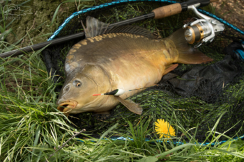 Kapr obecný (Cyprinus carpio)